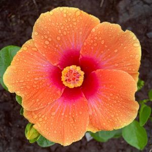 Meet your Posher, Alexandra